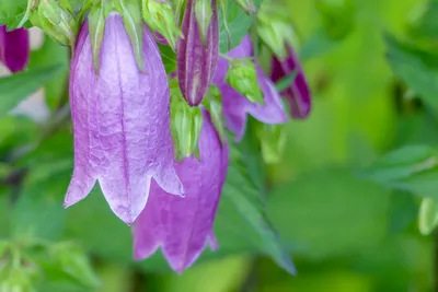 公園に咲く美しいかたちのホタルブクロ